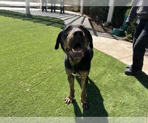Mastiff Dogs for adoption in Corona, CA, USA
