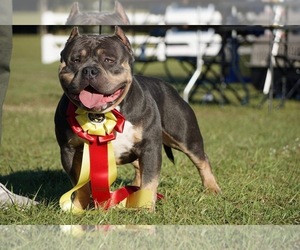 Father of the American Bully puppies born on 07/17/2020