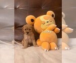 Puppy Puppy 5 Lucky Poodle (Miniature)
