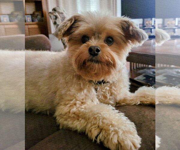 Medium Photo #8 Mutt Puppy For Sale in Greensboro, NC, USA