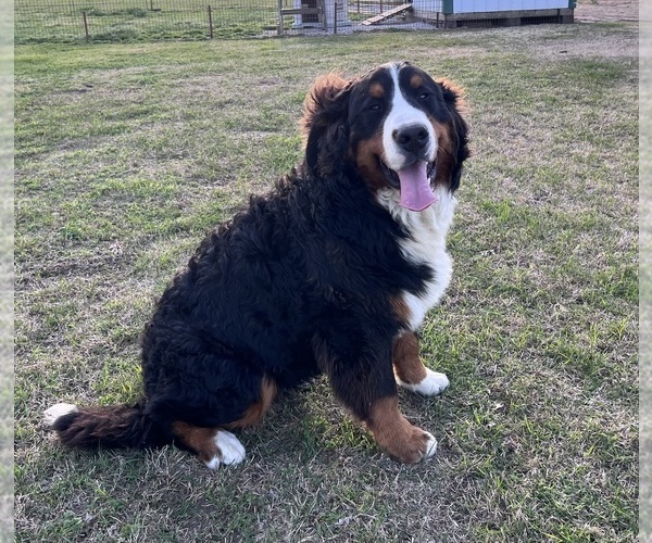 Medium Photo #1 Bernese Mountain Dog Puppy For Sale in HASKELL, OK, USA