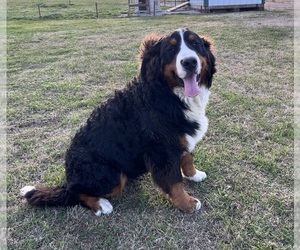 Father of the Bernese Mountain Dog puppies born on 04/30/2026