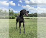 Small #1 Great Dane