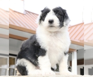 Medium Sheepadoodle