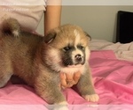 Small Photo #5 Akita Puppy For Sale in LA QUINTA, CA, USA