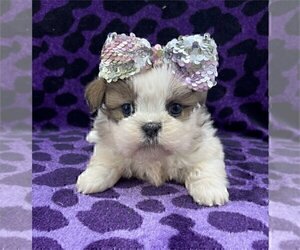 Shih Tzu Puppy for sale in MIAMI, FL, USA