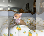 Small #4 Chihuahua
