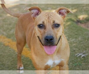 American Staffordshire Terrier-Unknown Mix Dogs for adoption in Tallahassee, FL, USA