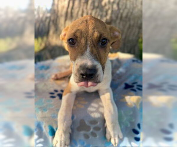 Medium Photo #4 Catahoula Leopard Dog-Unknown Mix Puppy For Sale in Pleasanton, TX, USA
