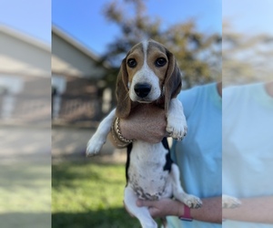 Beagle Puppy for sale in PEKIN, IN, USA