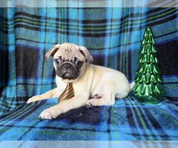 Medium Photo #8 Pug Puppy For Sale in LAKELAND, FL, USA