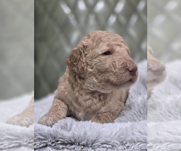 Medium Photo #2 Poodle (Standard) Puppy For Sale in CONROE, TX, USA