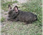 Puppy Samwell French Bulldog