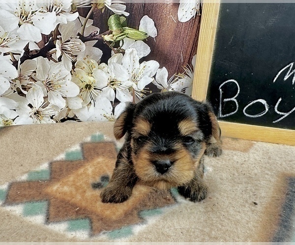 Medium Photo #13 Morkie Puppy For Sale in CASSVILLE, MO, USA