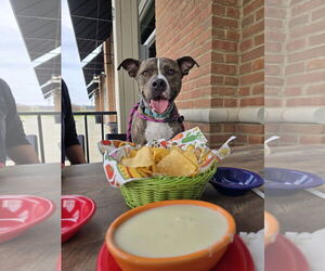 Mutt Dogs for adoption in Columbus, IN, USA