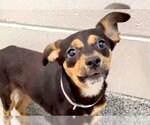 Small #1 Miniature Pinscher