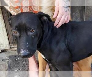 Labrador Retriever-Unknown Mix Dogs for adoption in San Antonio, TX, USA
