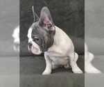 Small Photo #12 French Bulldog Puppy For Sale in BLUE MOUND, TX, USA