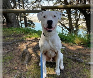 DEAN - Male Argentinian Mastiff-Unknown Mix Dog for Adoption - Photo #3