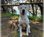 Small #2 Argentinian Mastiff Mix