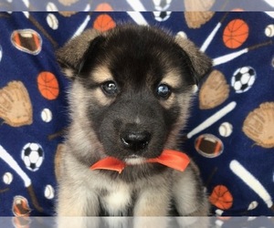Labrador Retriever-Siberian Husky Mix Puppy for sale in COATESVILLE, PA, USA