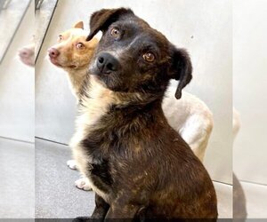 Dachshund-Spaniel Mix Dogs for adoption in Newport Beach, CA, USA