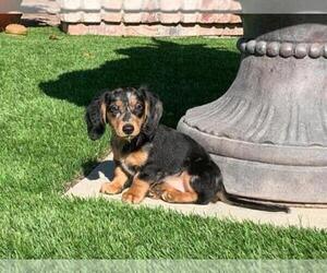 Dachshund Puppy for sale in TRACY, CA, USA