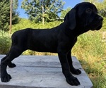 Small #1 Cane Corso