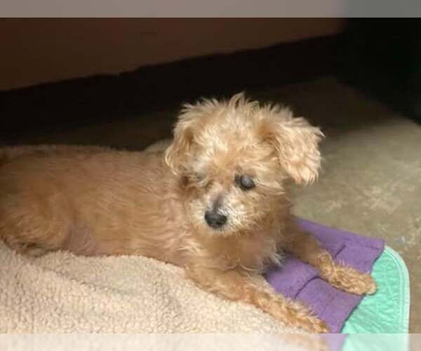 Medium Photo #4 Shih Tzu-Unknown Mix Puppy For Sale in Lewistown, PA, USA