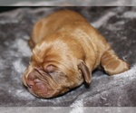 Small Photo #3 Dogue de Bordeaux Puppy For Sale in ANDOVER, CT, USA
