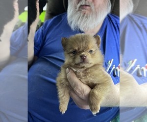 Pomeranian Puppy for sale in SPRINGFIELD, MA, USA