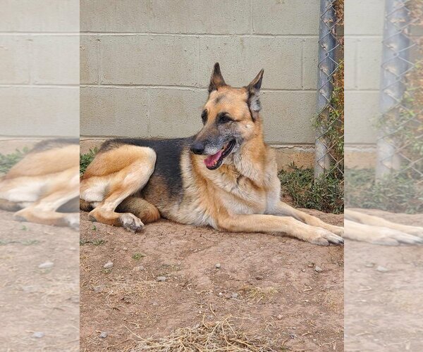 Medium Photo #1 German Shepherd Dog Puppy For Sale in Amarillo, TX, USA
