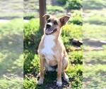 Small #2 Catahoula Leopard Dog Mix