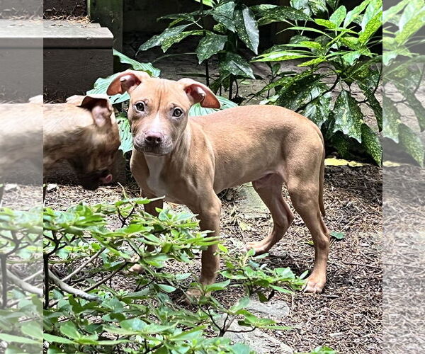 Medium Photo #23 Mutt Puppy For Sale in Philadelphia, PA, USA