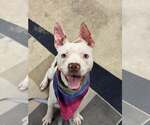 Small #1 American Pit Bull Terrier Mix
