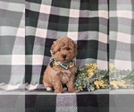 Small Photo #3 Bichpoo Puppy For Sale in NEW HOLLAND, PA, USA