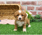 Small Photo #2 Goldendoodle mix (+ Poodle Miniature) Puppy For Sale in SYRACUSE, IN, USA