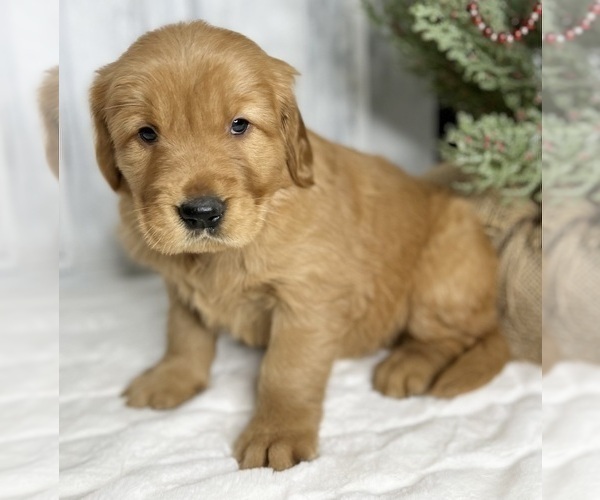 Medium Photo #6 Golden Retriever Puppy For Sale in FREDERICKSBURG, OH, USA