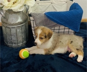 Pembroke Welsh Corgi Puppy for sale in MCALESTER, OK, USA
