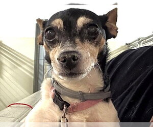 Chihuahua Dogs for adoption in Houston, TX, USA