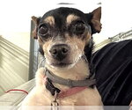 Small Chihuahua