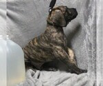 Small Photo #4 Great Dane Puppy For Sale in STURTEVANT, WI, USA