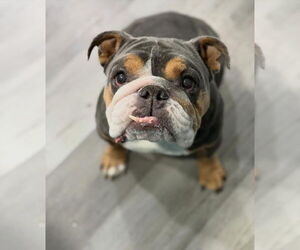 Bulldog Dogs for adoption in Las Vegas, NV, USA