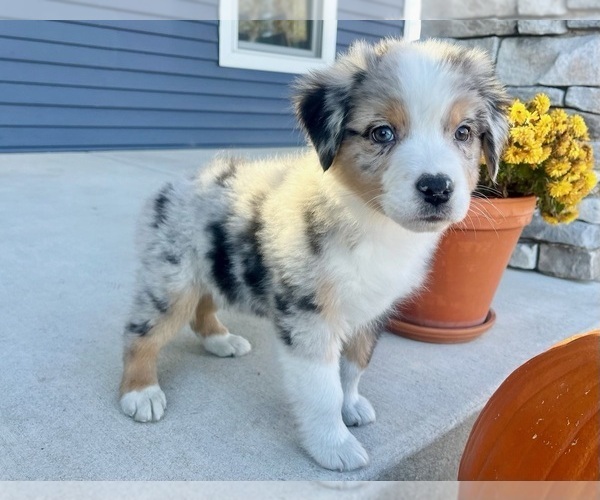 Medium Photo #8 Australian Shepherd Puppy For Sale in LODA, IL, USA