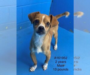 Beagle-Chihuahua Mix Dogs for adoption in Calgary, Alberta, Canada