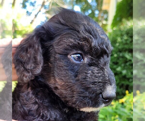 Medium Photo #3 F2 Aussiedoodle Puppy For Sale in COLUMBIA, TN, USA