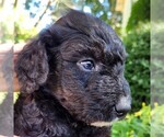 Small #2 F2 Aussiedoodle