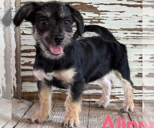 Mutt Dogs for adoption in Carrollton, TX, USA