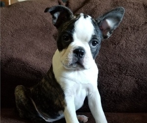 Boston Terrier Puppy for sale in GOLDEN, CO, USA