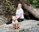 Small Photo #1 American Bully Puppy For Sale in DUNDALK, MD, USA